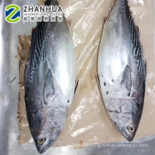 Frozen Bonito Tuna for Bait Fish